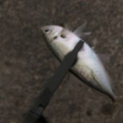 ランガンアジング