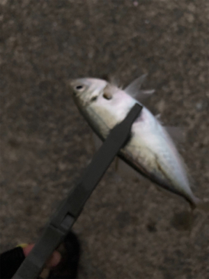 ランガンアジング