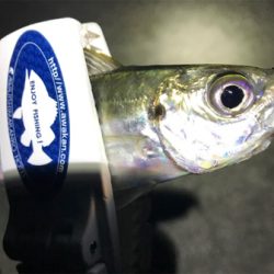 まだまだアジング