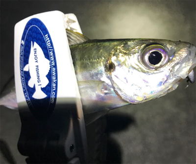 まだまだアジング