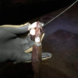 チィチィイカ釣り