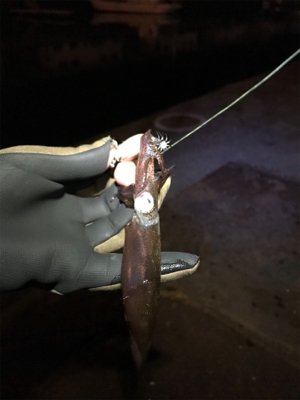 チィチィイカ釣り