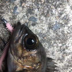 高砂今日も熱かった!