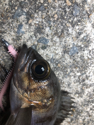 高砂今日も熱かった!