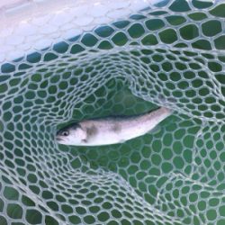 都会の釣り堀 岸和田フィシングパーク