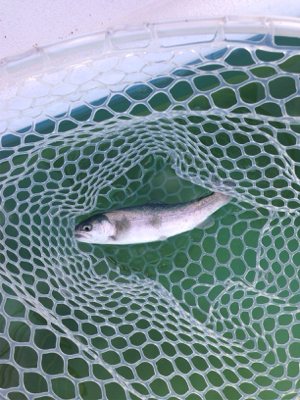 都会の釣り堀 岸和田フィシングパーク