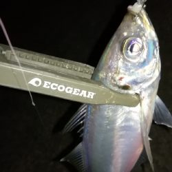 ナイトアジング