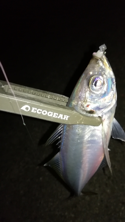 ナイトアジング