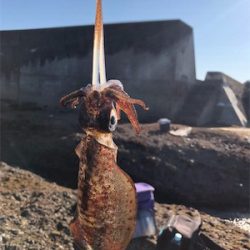 あたりはあれど。。。イカとの頭脳戦