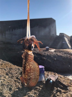 あたりはあれど。。。イカとの頭脳戦