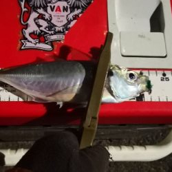 アジング練習 74