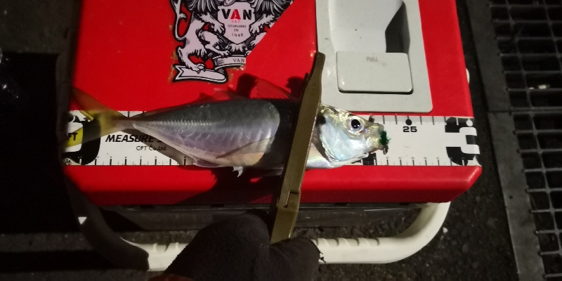 アジング練習 74