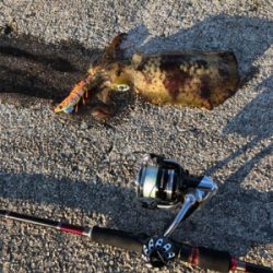 美保関ジギングから七類港エギング！