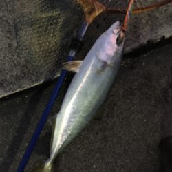 久しぶりのハマチ