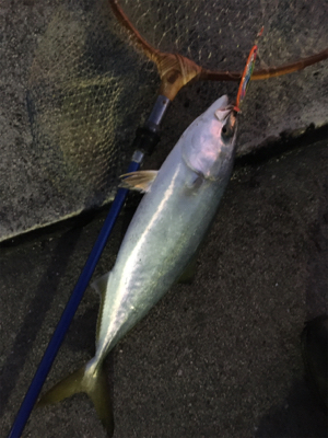 久しぶりのハマチ