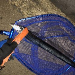 南港エエ感じ〜♫