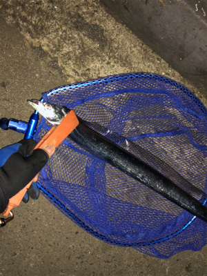 南港エエ感じ〜♫