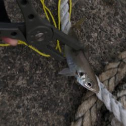 数はつれません