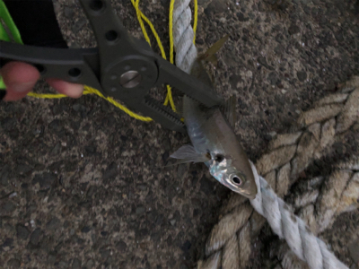 数はつれません