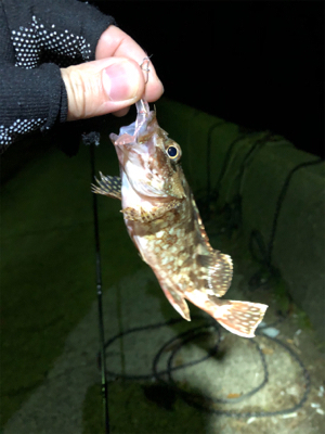 アジング メバリング