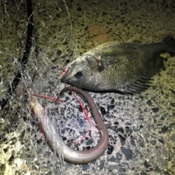 投げ釣りでキビレなど