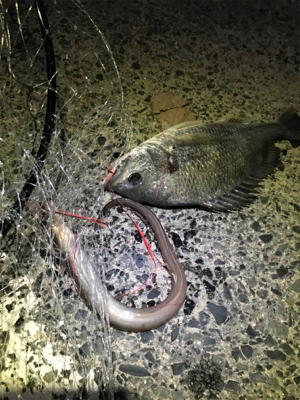 投げ釣りでキビレなど