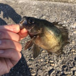 好調デイメバル