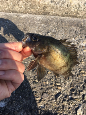 好調デイメバル