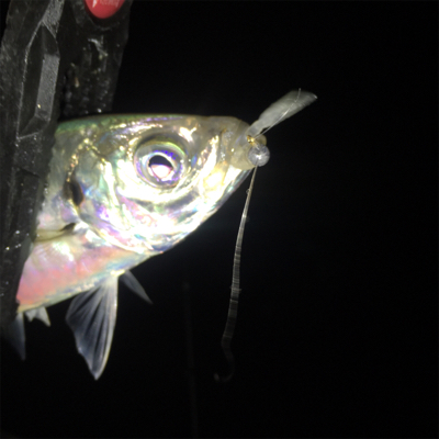 特大出ないながらも数釣りたのしめます