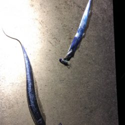 まだまだタチウオ