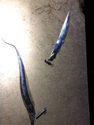 まだまだタチウオ