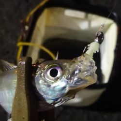 アジング練習 75