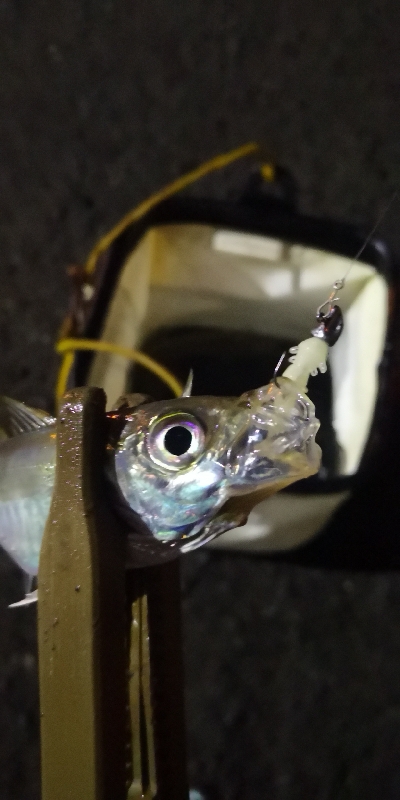 アジング練習 75