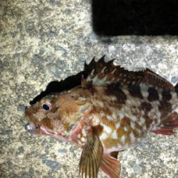 高砂に怪魚出現