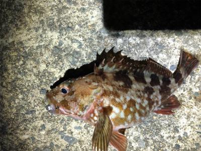 高砂に怪魚出現