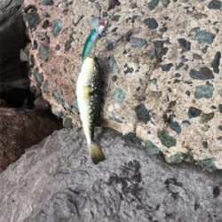 アジングにてアジゴ