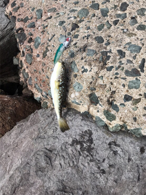 アジングにてアジゴ