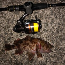 デブデブタケノコ