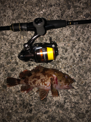 デブデブタケノコ