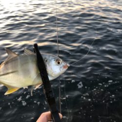 好調!? 湾奥アジング