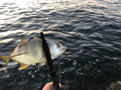 好調!? 湾奥アジング