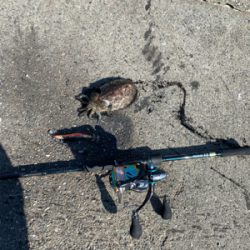 エギングと!月下美人鱗付