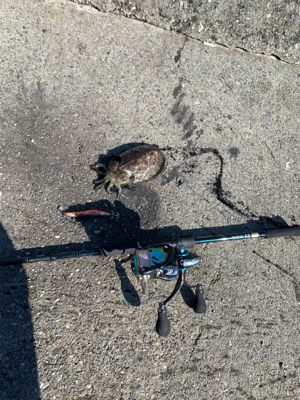 エギングと!月下美人鱗付