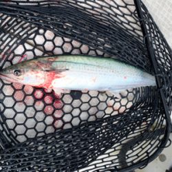 今年最後のマイボート釣行