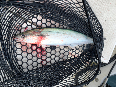 今年最後のマイボート釣行