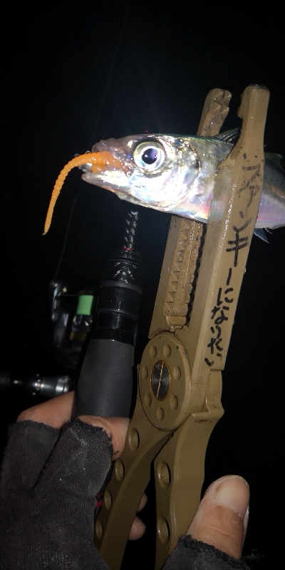 アジング練習  76