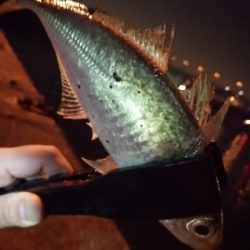 アジ探しアジング