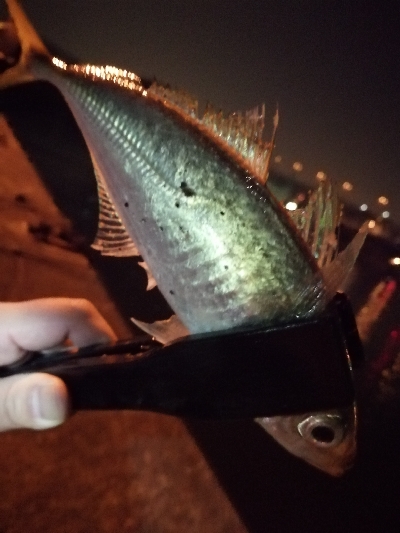 アジ探しアジング