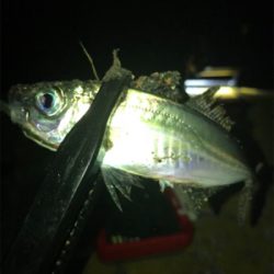 ヒイカ不在。。。アジングで豆アジσ(^_^;)