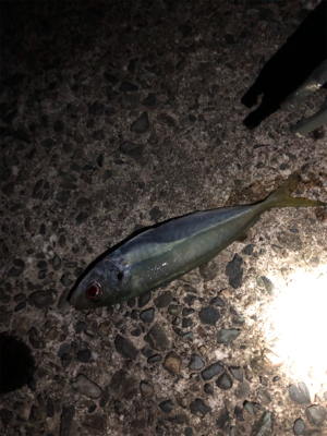 ナイトアジング